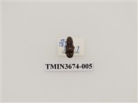 藏品(象鼻蟲(2))的圖片